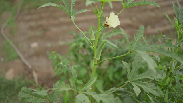 Footage of an okra (ladyfinger) plant growing in a garden. Shows climbing vegetables, natural cultivation, and healthy rural gardening practices.