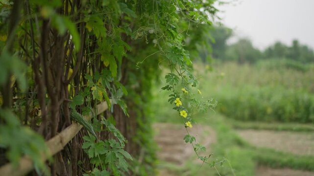 Footage of a bitter gourd (karela) plant growing in a village garden. Highlights vegetable cultivation, rural gardening, and organic farming practices.