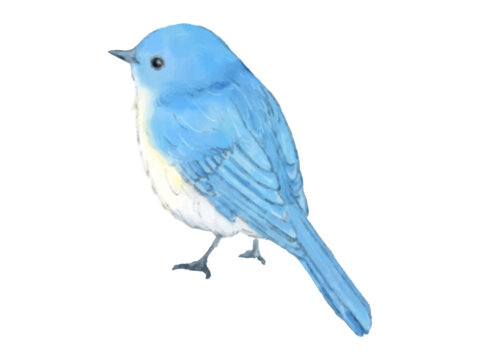 青い鳥 Images – Browse 11,156 Stock Photos, Vectors, and Video