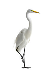 Fototapeta premium A majestic great white egret with pristine plumage stands on one black leg, neck curved, isolated against a high-key transparent studio background, showcasing elegant solitude