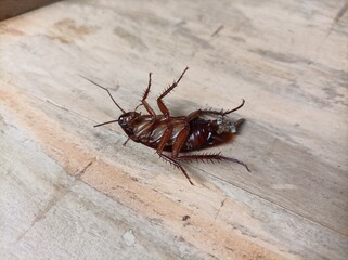 cockroach on wood