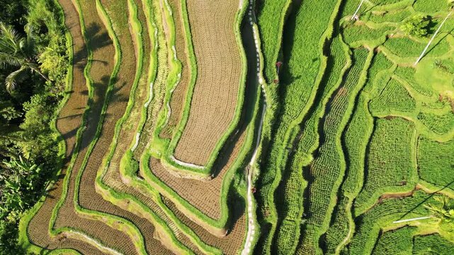 Aerial drone view of the UNESCO listed Jatiluwih Rice Terraces in Tabanan, Bali. Layered green agricultural fields create organic patterns across the landscape. Traditional subak irrigation system and