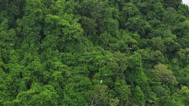 The jungle-covered island of Namena in Fiji is a largely uninhabited sanctuary for seabirds and forest birds. The island's surrounding coral reefs also support an impressive array of marine life.