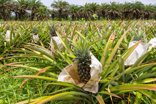 Summer pineapple plantation with ripe pineapples 