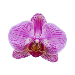 Fototapeta premium Closeup of a beautiful pink orchid flower with intricate patterns.