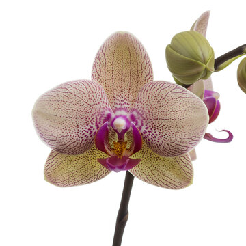 Closeup of a delicate peach and pink orchid flower with intricate patterns.
