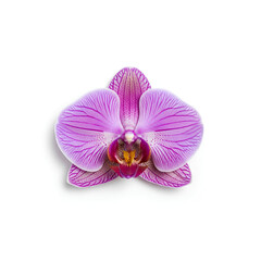 Fototapeta premium Closeup of a single vibrant purple orchid flower isolated on a white background.