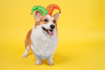Welsh corgi wearing a green and orange jester hat with bells, standing on bright yellow studio background with tongue out, looking to the side, cheerful pet costume portrait with very wide copy space