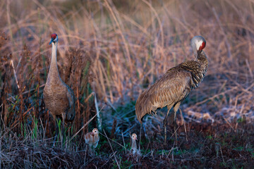 Fototapeta premium Sandhill cranes (Grus canadensis or Antigone canadensis) family vocalizing in a wetland area in southwest Florida. Two parents call as their little chicks look on. 
