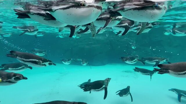 Penguins swimming in the blue water of the ocean in the zoo