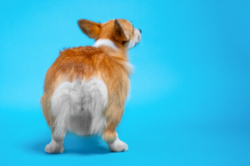 Fototapeta premium A rear view of a fluffy tan and white corgi standing on a bright blue background, tail down and ears alert, showcasing its distinctive fur and short sturdy legs