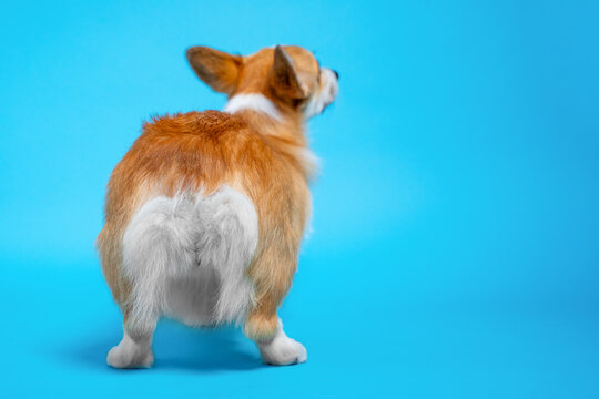 A rear view of a fluffy tan and white corgi standing on a bright blue background, tail down and ears alert, showcasing its distinctive fur and short sturdy legs