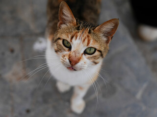 Naklejka premium Close-up portrait of a cat face with beautiful eyes