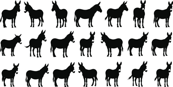 Black silhouette set of donkeys in various standing poses isolated on white background for livestock and animal vector design