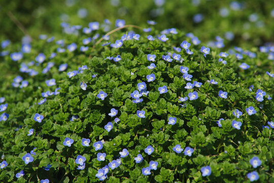 Blue Persian speedwell flowers blooming in a lush green field