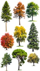 Fototapeta premium A collection of nine trees with varying foliage and colors