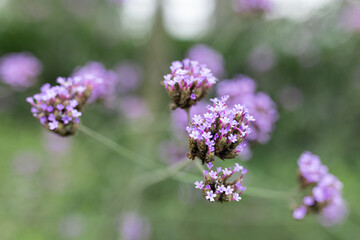 Obraz premium Close-up of purple verbena flowers in a garden