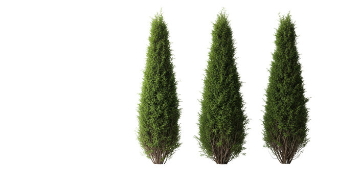 Four slender, dense, deep green evergreen trees in a deliberate row, softly illuminated against a seamless reflective transparent studio background, ample copy space for minimalist graphic design