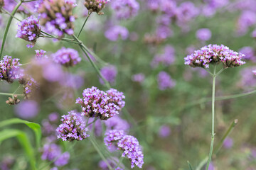 Obraz premium Close-up of purple flowers in a garden setting