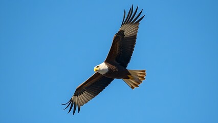 Fototapeta premium subjugating. Eagle soaring high in clear sky with sharp gaze focused on ground movement. wildlife magazines, conservation campaigns, designed for wildlife conservation campaigns.