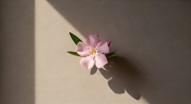 Minimal luxury botanical composition featuring a single elegant adelfa Nerium oleander bloom placed against matte beige textured wall. 