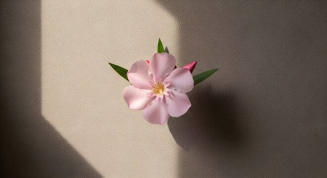 Minimal luxury botanical composition featuring a single elegant adelfa Nerium oleander bloom placed against matte beige textured wall. 