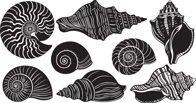 Collection of black and white seashell illustrations on white