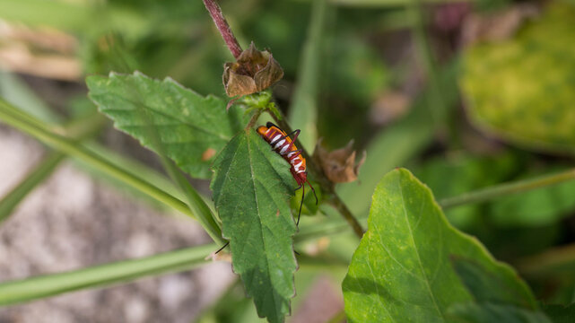 The bug in the image is a red cotton stainer bug (Dysdercus cingulatus). Taken from Las Pinas, NCR, Philippines.