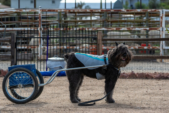 Bouvier des Flandres dog getting ready to pull a cart