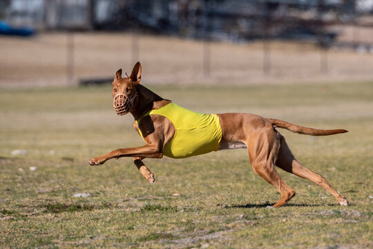 Pharaoh hound looking at the camera as she ran by