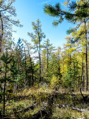 Obraz premium view of an autumn forest on a low mountain, southern Urals
