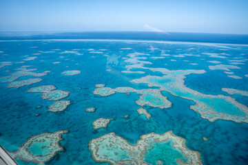 Great barrier reef coral growing in turquoise ocean © Nazareno