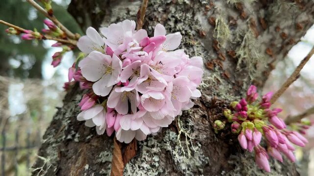 Cherry blossoms growing from the trunk of a cherry tree, an example of cauliflory.