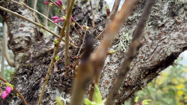Cherry blossoms growing from the trunk of a cherry tree, an example of cauliflory.