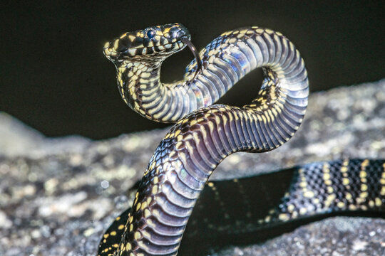 Australian Endangered Broad-headed Snake in defensive stance