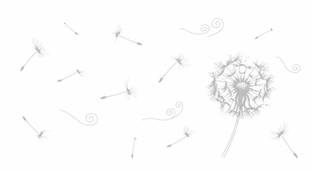 Dandelion clock with seeds blowing in the wind isolated on white background © Nisitha