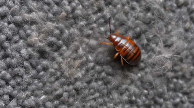 Macro Close Up of a Bed Bug Crawling on Gray Fabric Texture