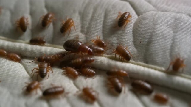 Bed Bug Infestation on White Mattress Macro View