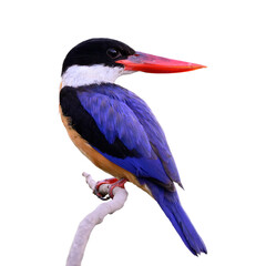 bird on white background, black-capped kingfisher, halcyon pileata, beautiful bird with blue wings, white collar and blood-red bill