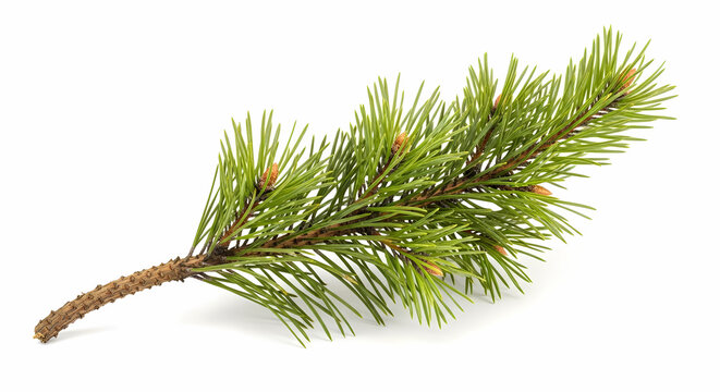 Pine Branch Isolated on White Background - Evergreen Needle Sprig, Nature