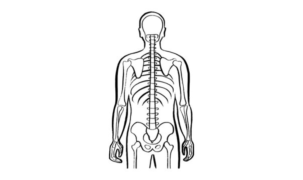 Skeleton adult man