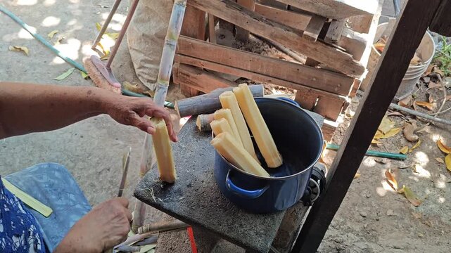 Peeling sugarcane with a knife on a stone metate