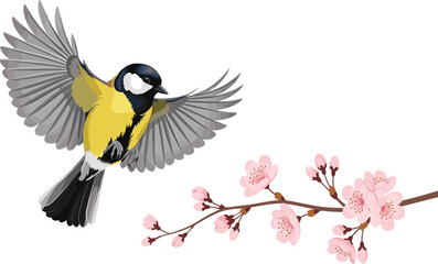 Detailed Great Tit Bird in Flight with Pink Cherry Blossom Branch Vector Illustration for Spring Nature Backgrounds, Floral Designs, and Wildlife Art Projects © MdRoni