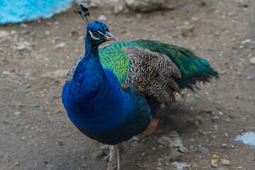 Male peacock standing in zoo enclosure with colorful tail feathers