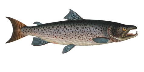 Obraz premium Male-Salmon hand illustration. (Salmo Salar Mas)