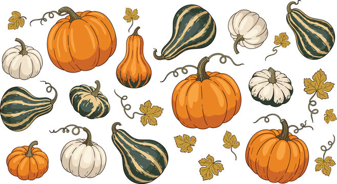 Comprehensive Hand Drawn Vector Collection of Various Pumpkins and Squash Featuring Different Shapes Colors and Textures for Autumn Seasonal Harvest and Thanksgiving Design
