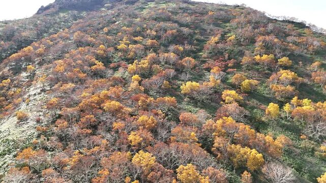 Birch Trees | Autumn Forest Texture | Mountain Slope | Detail - 4K Aerial Video
