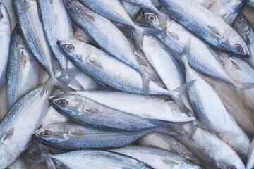 Obraz premium Many raw mackerel fishes close up 