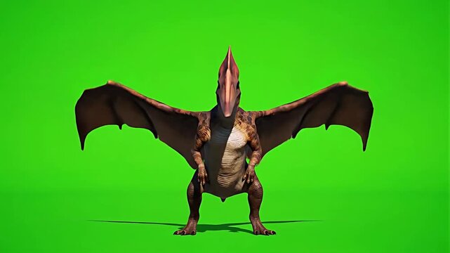 Pterodactyl Dinosaur Spreading Its Large Wings on a Green Screen Background. 4K Video