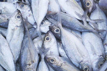 Obraz premium Many bigeye scad fishes close up